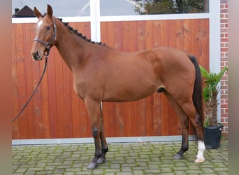 Meer ponys/kleine paarden, Ruin, 6 Jaar, 168 cm