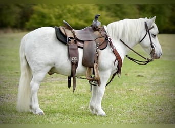 Meer ponys/kleine paarden, Ruin, 7 Jaar, 102 cm, Wit