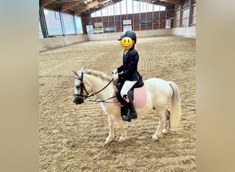 Meer ponys/kleine paarden, Ruin, 7 Jaar, 105 cm, Schimmel