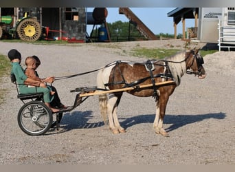 Meer ponys/kleine paarden, Ruin, 7 Jaar, 112 cm