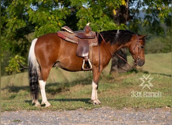 Meer ponys/kleine paarden, Ruin, 7 Jaar, 114 cm