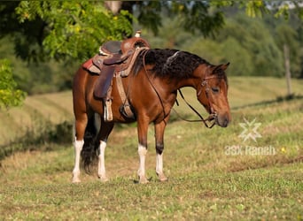 Meer ponys/kleine paarden, Ruin, 7 Jaar, 114 cm