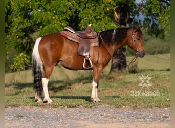 Meer ponys/kleine paarden, Ruin, 7 Jaar, 114 cm