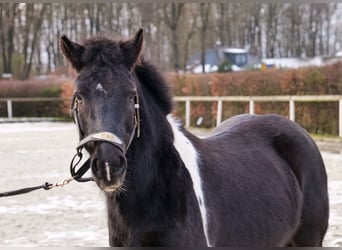 Meer ponys/kleine paarden, Ruin, 7 Jaar, 127 cm, Gevlekt-paard