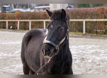 Meer ponys/kleine paarden, Ruin, 7 Jaar, 127 cm, Gevlekt-paard