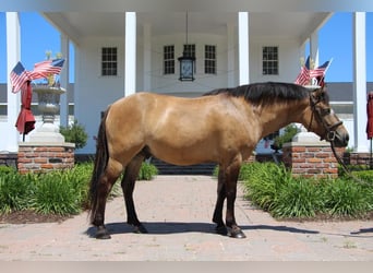 Meer ponys/kleine paarden, Ruin, 7 Jaar, 135 cm, Buckskin