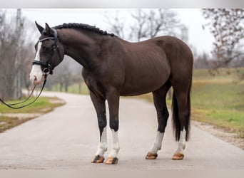 Meer ponys/kleine paarden Mix, Ruin, 7 Jaar, 148 cm, Zwart