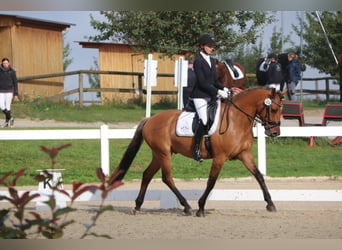 Meer ponys/kleine paarden, Ruin, 7 Jaar, 160 cm, Lichtbruin