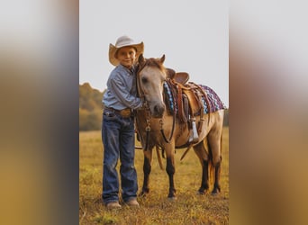 Meer ponys/kleine paarden, Ruin, 8 Jaar, 102 cm, Buckskin