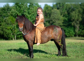 Meer ponys/kleine paarden, Ruin, 8 Jaar, 102 cm, Roodbruin