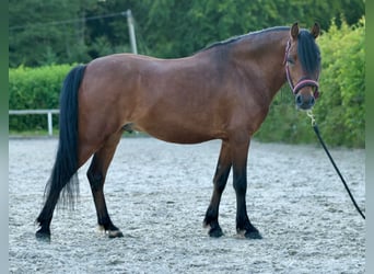 Meer ponys/kleine paarden, Ruin, 8 Jaar, 120 cm, Bruin