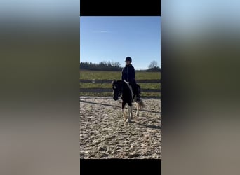 Meer ponys/kleine paarden Mix, Ruin, 8 Jaar, 123 cm, Gevlekt-paard