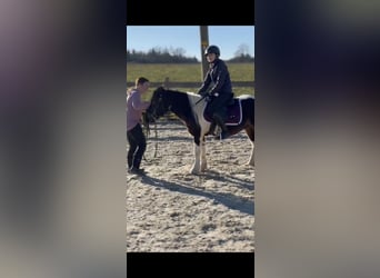 Meer ponys/kleine paarden Mix, Ruin, 8 Jaar, 123 cm, Gevlekt-paard