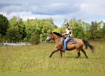 Meer ponys/kleine paarden, Ruin, 8 Jaar, 135 cm, Buckskin