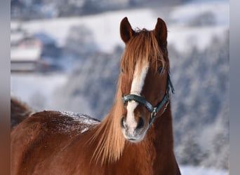 Meer ponys/kleine paarden, Ruin, 8 Jaar, 144 cm, Vos