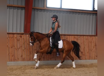 Meer ponys/kleine paarden, Ruin, 8 Jaar, 146 cm, Lichtbruin