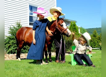 Meer ponys/kleine paarden, Ruin, 8 Jaar, 89 cm, Roodbruin