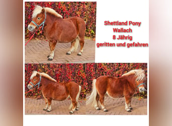 Meer ponys/kleine paarden, Ruin, 8 Jaar, 95 cm, Vos