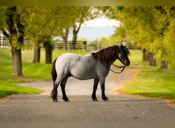 Meer ponys/kleine paarden, Ruin, 9 Jaar, 102 cm, Roan-Blue