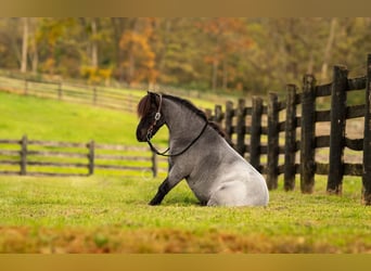 Meer ponys/kleine paarden, Ruin, 9 Jaar, 102 cm, Roan-Blue