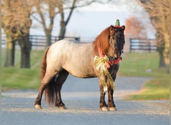 Meer ponys/kleine paarden, Ruin, 9 Jaar, 102 cm, Roan-Blue
