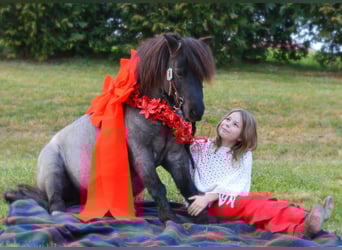 Meer ponys/kleine paarden, Ruin, 9 Jaar, 102 cm, Roan-Blue