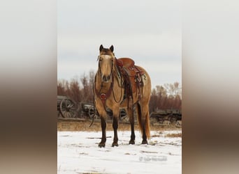 Meer ponys/kleine paarden, Ruin, 9 Jaar, 130 cm, Buckskin