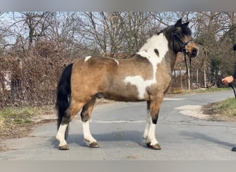 Meer ponys/kleine paarden, Ruin, 9 Jaar, 138 cm, Gevlekt-paard