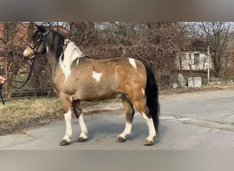 Meer ponys/kleine paarden, Ruin, 9 Jaar, 138 cm, Gevlekt-paard