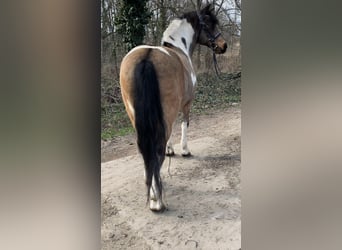 Meer ponys/kleine paarden, Ruin, 9 Jaar, 138 cm, Gevlekt-paard