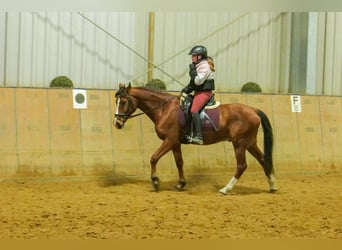 Meer ponys/kleine paarden, Ruin, 9 Jaar, 145 cm