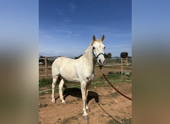 Meer ponys/kleine paarden, Ruin, 9 Jaar, 145 cm, Schimmel