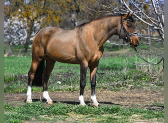 Meer ponys/kleine paarden, Ruin, 9 Jaar, 148 cm, Brauner