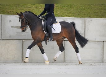 Meer ponys/kleine paarden, Ruin, 9 Jaar, 153 cm, Donkerbruin