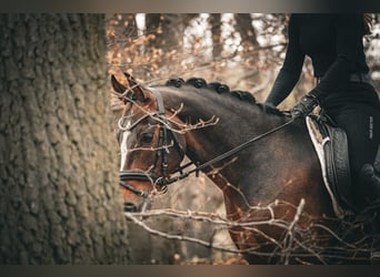 Meer ponys/kleine paarden, Ruin, 9 Jaar, 153 cm, Donkerbruin