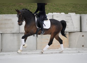 Meer ponys/kleine paarden, Ruin, 9 Jaar, 153 cm, Donkerbruin