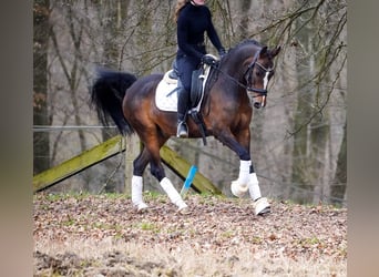 Meer ponys/kleine paarden, Ruin, 9 Jaar, 153 cm, Donkerbruin