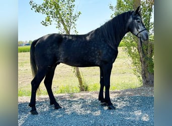 Meer ponys/kleine paarden, Ruin, 9 Jaar, 155 cm, Appelschimmel