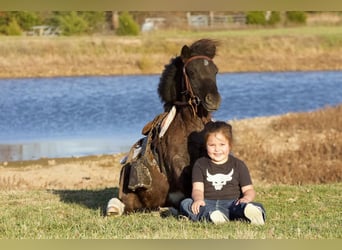 Meer ponys/kleine paarden, Ruin, 9 Jaar, 89 cm, Roan-Blue