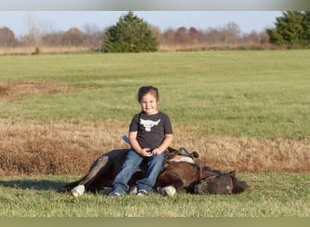Meer ponys/kleine paarden, Ruin, 9 Jaar, 89 cm, Roan-Blue