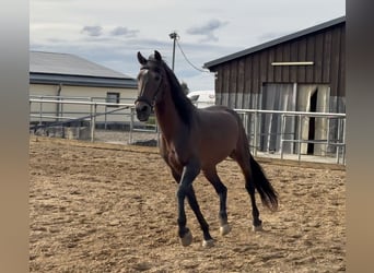 Meer ponys/kleine paarden, Hengst, 15 Jaar, 148 cm, Bruin