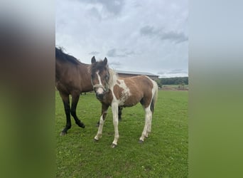 Meer ponys/kleine paarden Mix, Hengst, 1 Jaar, 135 cm, Gevlekt-paard