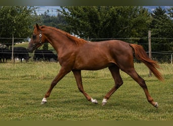 Meer ponys/kleine paarden, Hengst, 1 Jaar, 148 cm, Donkere-vos
