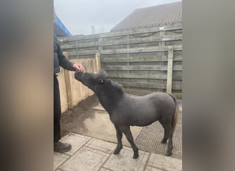 Meer ponys/kleine paarden, Hengst, 1 Jaar, 70 cm, Zwart