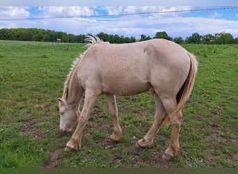 Meer ponys/kleine paarden, Hengst, 1 Jaar, Perlino