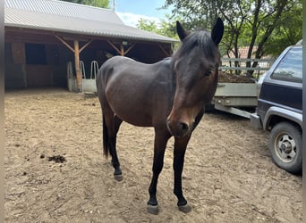 Meer ponys/kleine paarden, Hengst, 2 Jaar, 135 cm, Zwartbruin