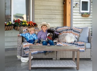 Meer ponys/kleine paarden, Hengst, 2 Jaar, 60 cm, Roan-Bay
