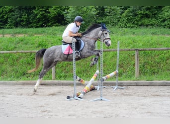 Meer ponys/kleine paarden, Hengst, 3 Jaar, 143 cm, Schimmel