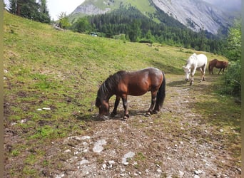 Meer ponys/kleine paarden Mix, Hengst, 5 Jaar, 100 cm, Donkerbruin