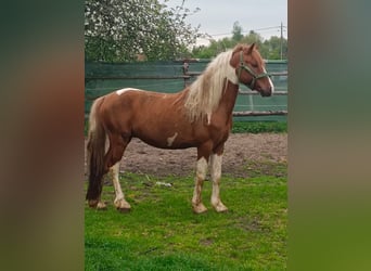 Meer ponys/kleine paarden Mix, Hengst, 5 Jaar, 135 cm